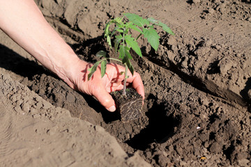 Planting tomato seedlings in hole. Close up.