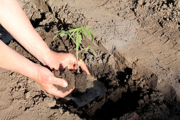 Planting tomato seedlings in hole with water. Close up.