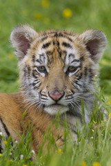 Tiger Cub