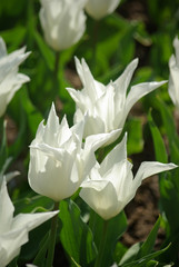 Tulipes blanches au printemps au jardin