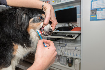 Le vétérinaire chirurgien effectue un détartrage et des soins dentaires sur un chien. Le détartrage est réalisé sous anesthésie