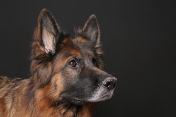 German Shepherd Dog Alfie's Portrait on Black & White Background