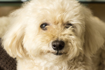 ソファーでくつろぐトイプードル