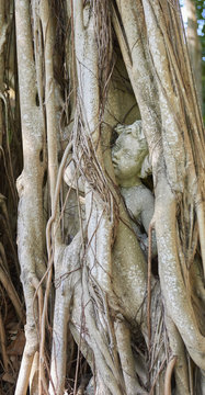 stone figure in banyan tree roots