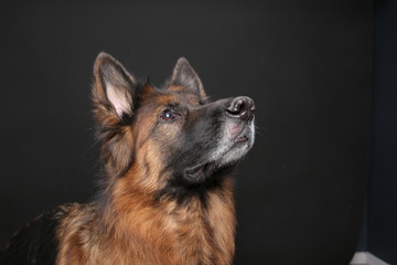 German Shepherd Dog Alfie's Portrait on Black & White Background