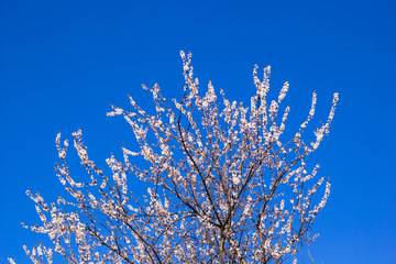 Spring flowering cherry, white flowers