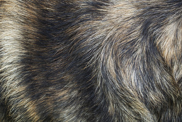 Dog fur texture