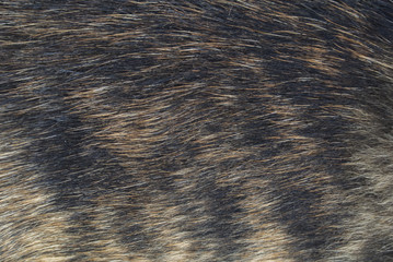 Dog fur texture