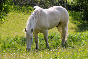 Obraz na płótnie Canvas Single white horse grazing in meadow