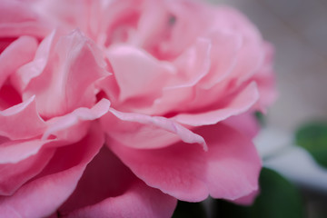 Fototapeta premium rose flowers close up on background. .