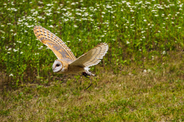 Schleiereule - Tyto alba