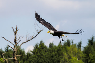 Weißkopfseeadler im Flug - Haliaeetus leucocephalus