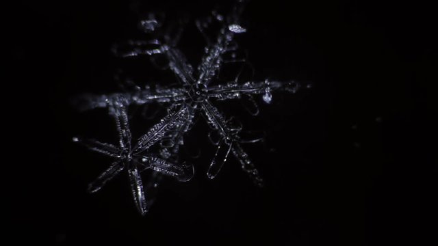 beautiful snowflake branches is disappear by the time