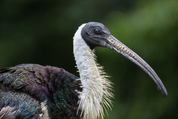 Strohhalsibis - Threskiornis spinicollis