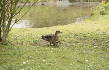 Female mallard duck with her goslings 