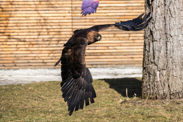 Steinadler - Aquila chrysaetos