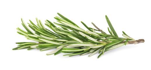 Fototapeta premium Fresh rosemary isolated on white background