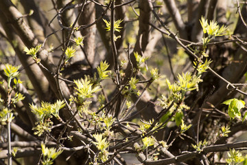  Spring. Branches of a tree with young  green leaves.