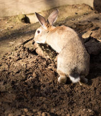 Hares on the ground in the wild