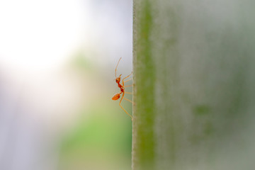 ant wildlife on plant texture ..