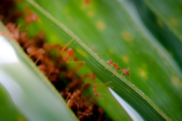 ant wildlife on plant texture ..
