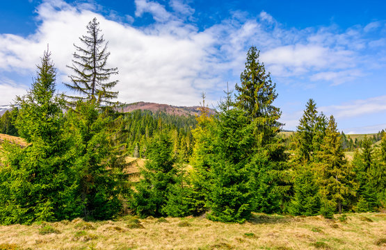 spruce forest in springtime landscape