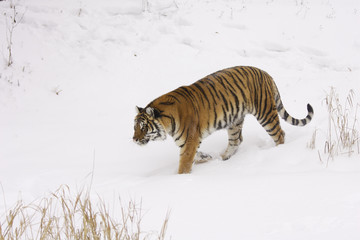 Fototapeta premium Amur Tiger