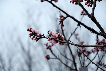 A cherry blossom is the flower of any of several trees of genus Prunus, particularly the Japanese cherry, Prunus serrulata, which is called sakura after the Japanese