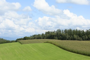 北海道美瑛の風景