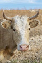 Domestic Cow