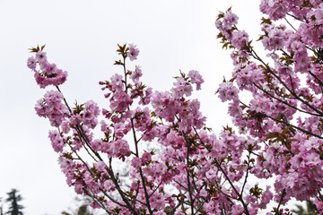  cherry blossoms sakura