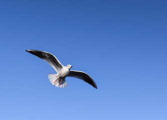 Seagull flying in the sky