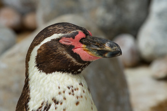 photo portrait of a Humboldt Penguin