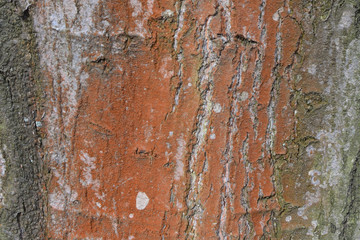 Bark of tree. Texture, background