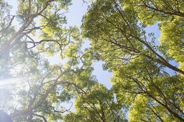 Bright sunlight passing through the trees