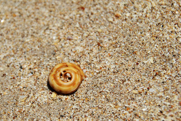 Travel to island Koh Lanta, Thailand. Seashells on the sand beach.