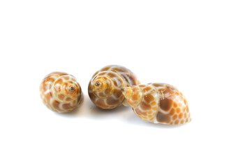 live sea snails isolated on white background