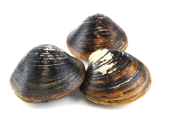 black live clams isolated on white background