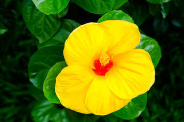 Hibiscus, the national flower of Malaysia