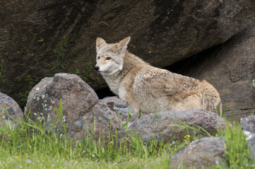 Obraz premium Coyote in rocks and grass during spring with flowers