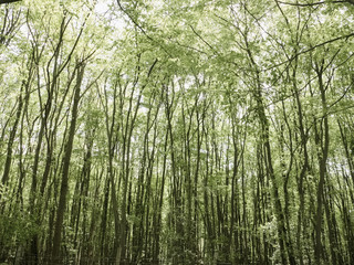 Fototapeta premium Dense group of trees.