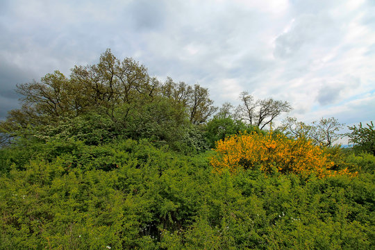 Ginsterbusch am Waldrand