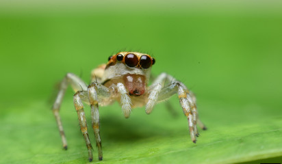 Jumping Spider,Thailand.