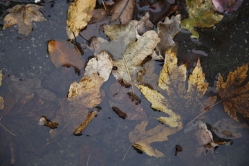 Decomposing fall leaves in a puddle of water 