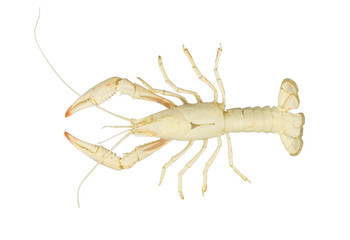 The remains of the crayfish molt isolated on white background