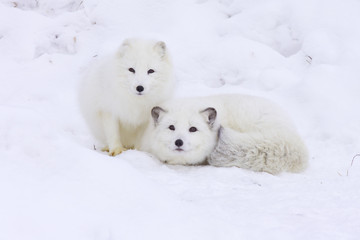 Fototapeta premium Arctic Fox