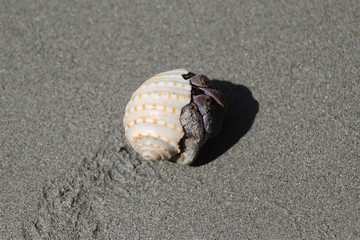 Travel to island Koh Lanta, Thailand. A crab in a seashell on the sand beach.