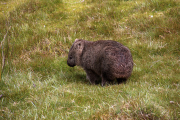 Wombats-Tasmanien