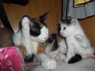 Fototapeta na wymiar cats: mother and baby
