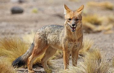 Fototapeta premium Andean fox (Lycalopex culpaeus) in Siloli desert (bolivia)